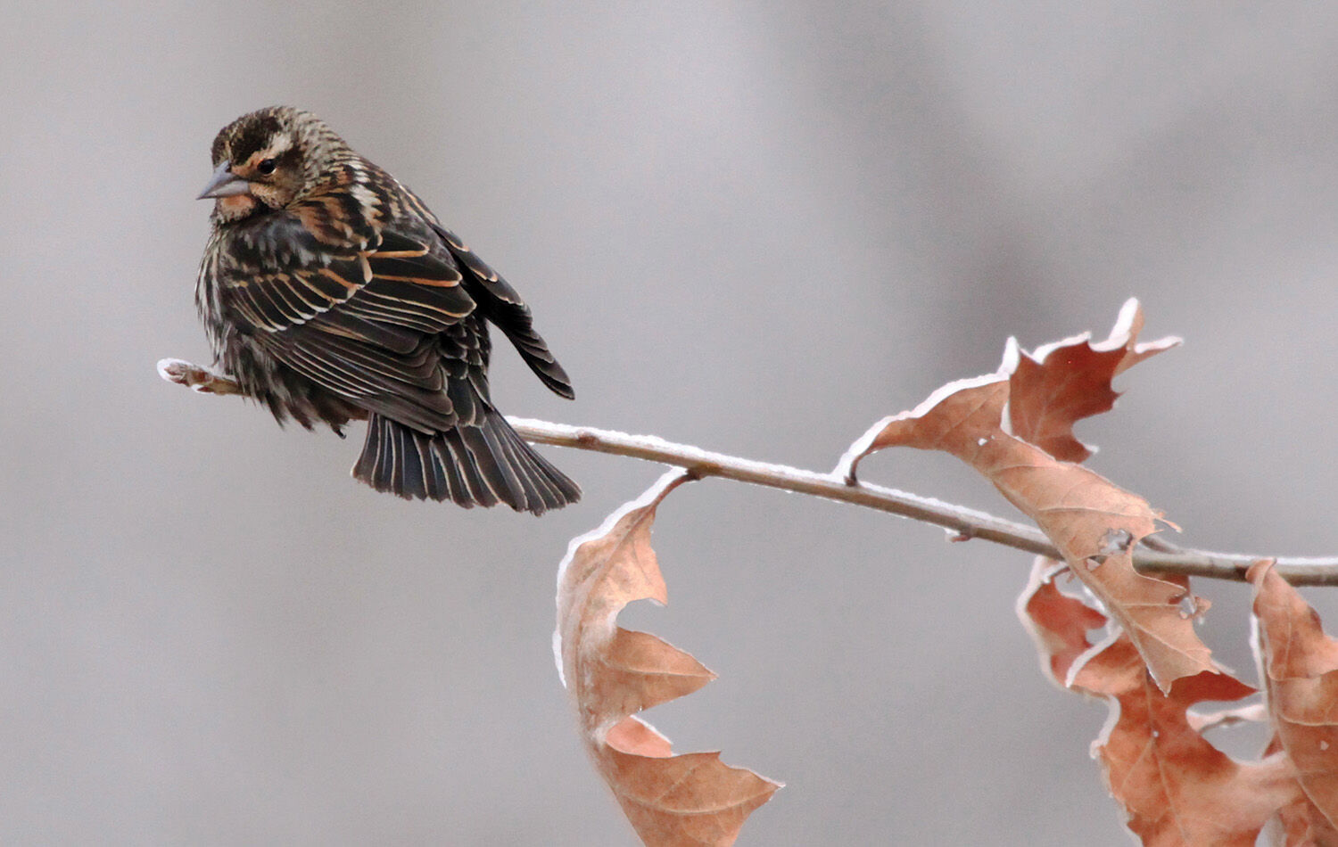 Winter Birds